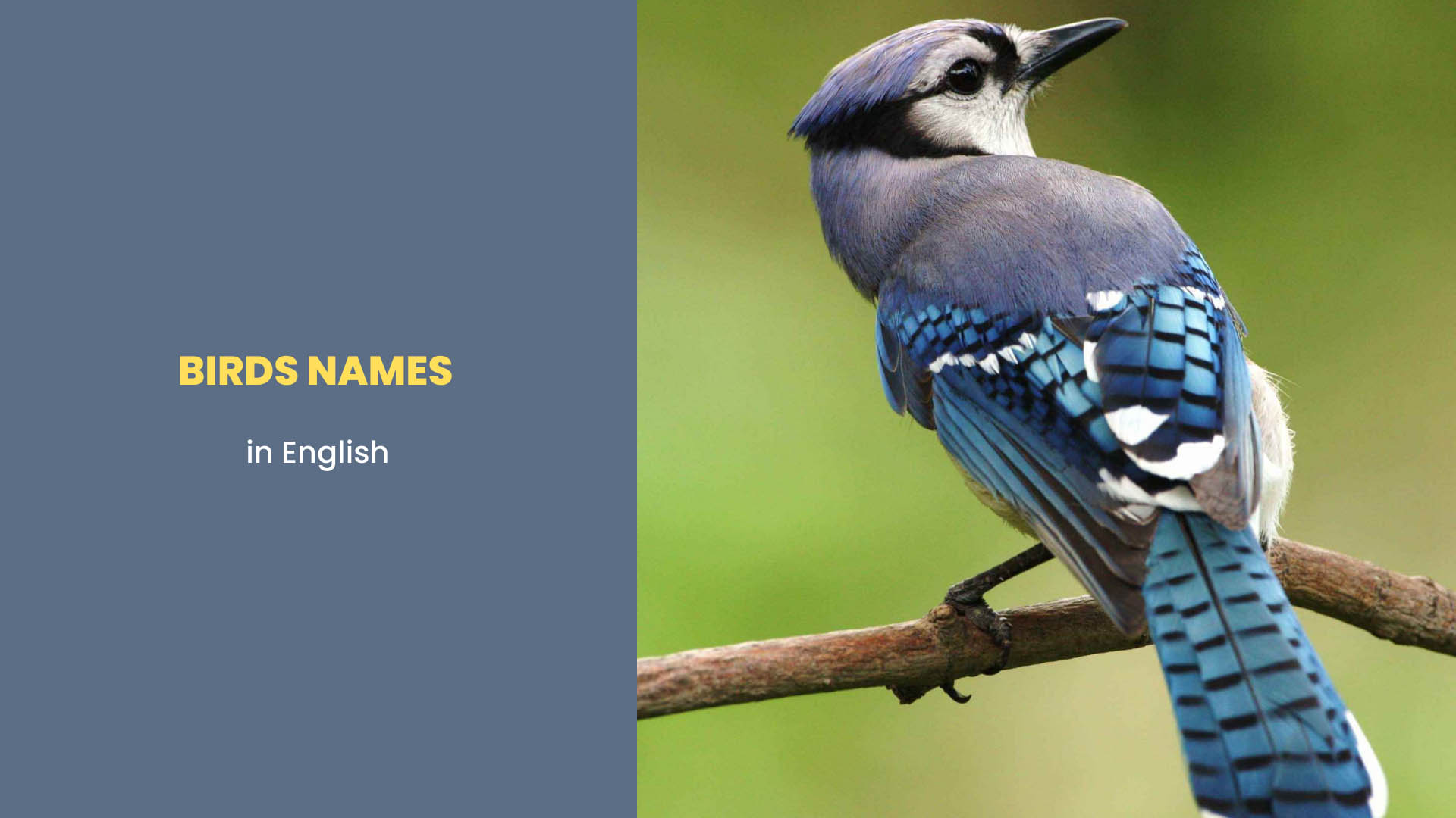 Birds Names in English