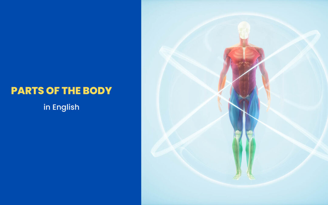 Parts of the Body in English
