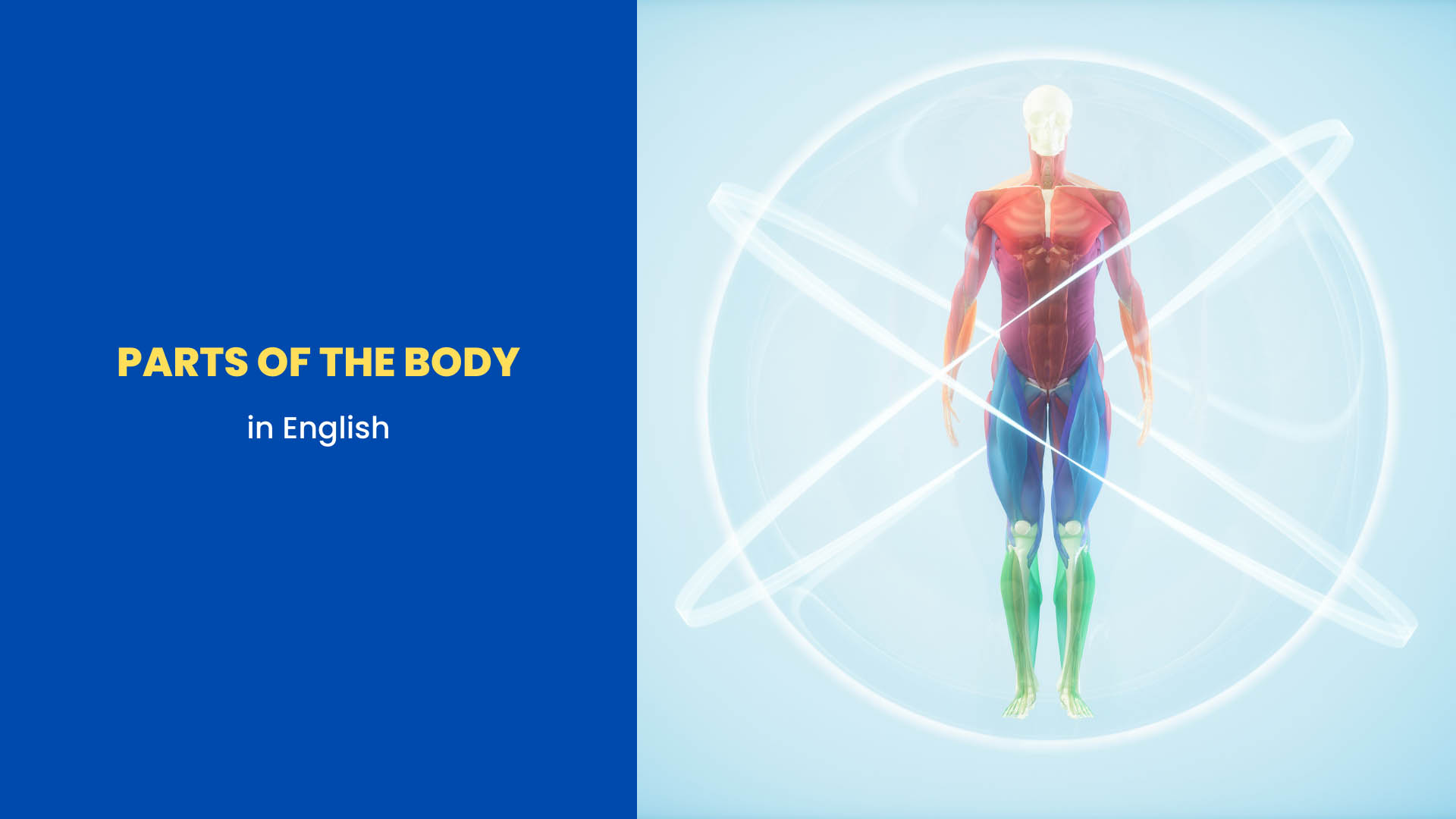 Names of the Parts of human body in English